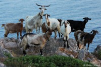/album/foto-santadi-is-zuddas-costa-del-sud/a0001-kozeny-jpg/